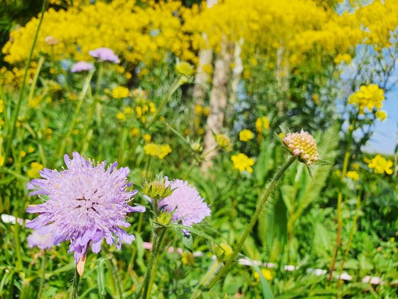 Das zweite Jahr – Färberwaid und Witwenblume bezaubern