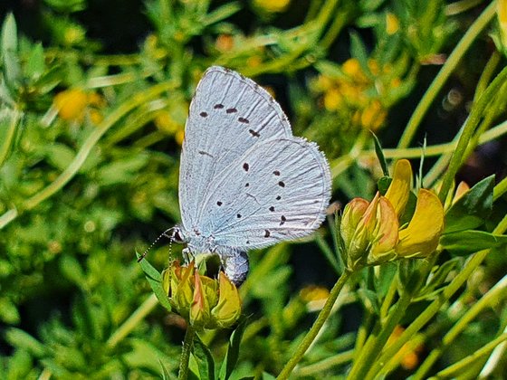 Der Bläuling und der Hornklee (Lotus corniculatus) – Eine millionenjahre alte Liebesgeschichte