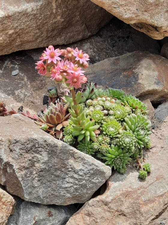 Sempervivum macht sich langsam auf den Weg