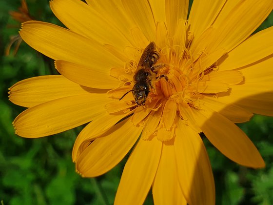 Das zweite Jahr – Der Wiesenbocksbart blüht und Wildebiene erfreut sich daran
