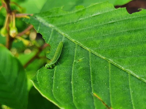Einige Zeit später – Die Raupe des Zitronenfalters läßt es sich schmecken