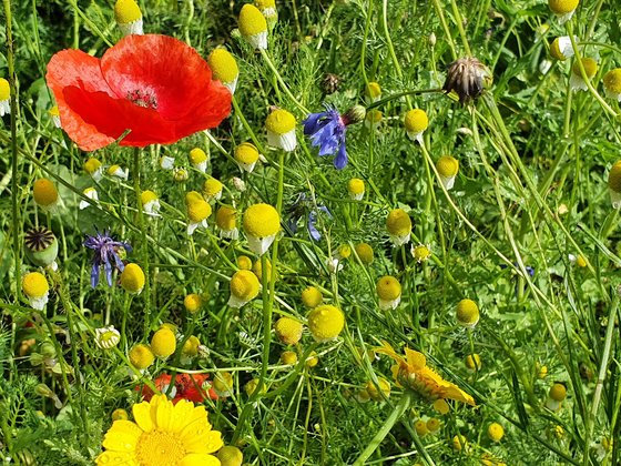 Kurzlebige Schönheiten im ersten Jahr