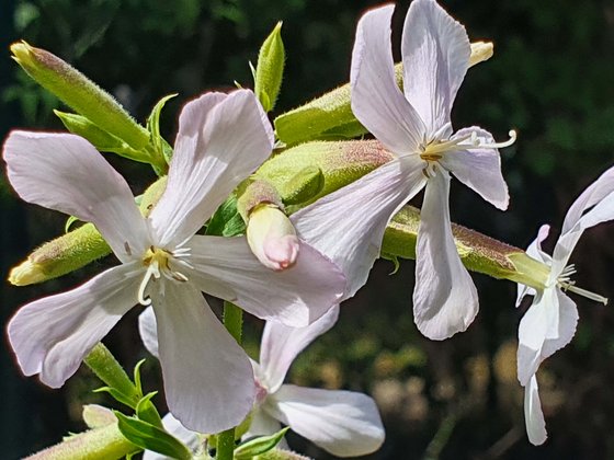 Das heimische Seifenkraut (Saponaria officinalis) ist robust