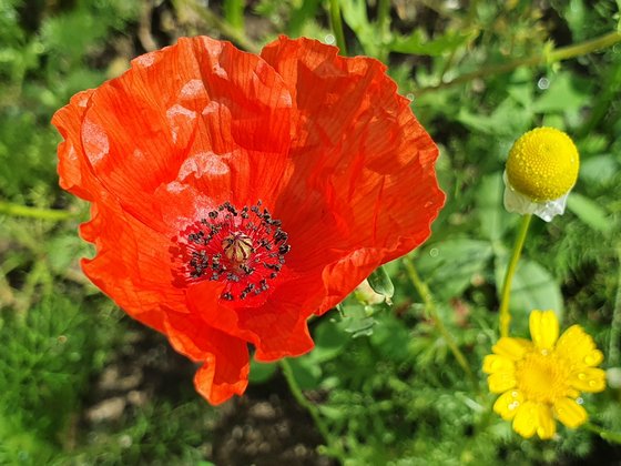 Das erste Jahr: Oh, du schöner Klatschmohn