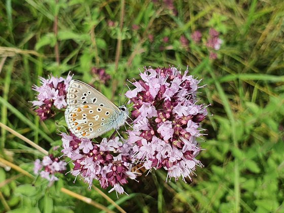 Bläuling auf Origanum vulgare