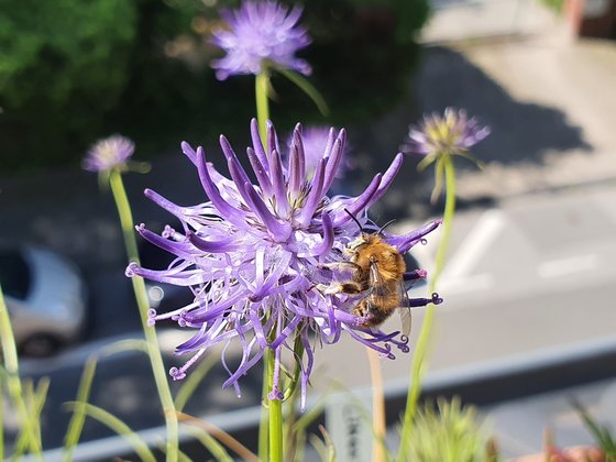 Wildbiene auf Teufelskralle