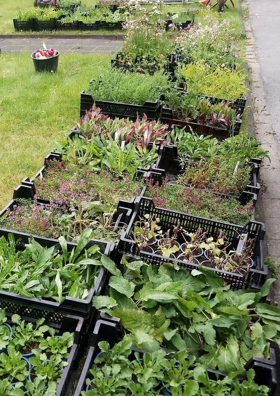 Die Wildpflanzen sind da! Unendliche Vielfalt …