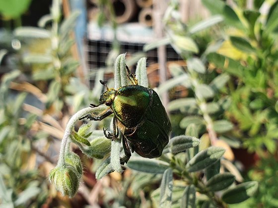 Rosenkäfer mit pollenverschmiertem Gesicht