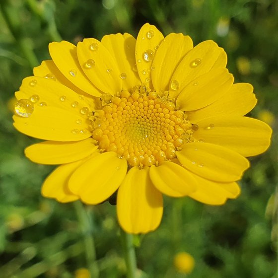 So gelb wie die Sonne