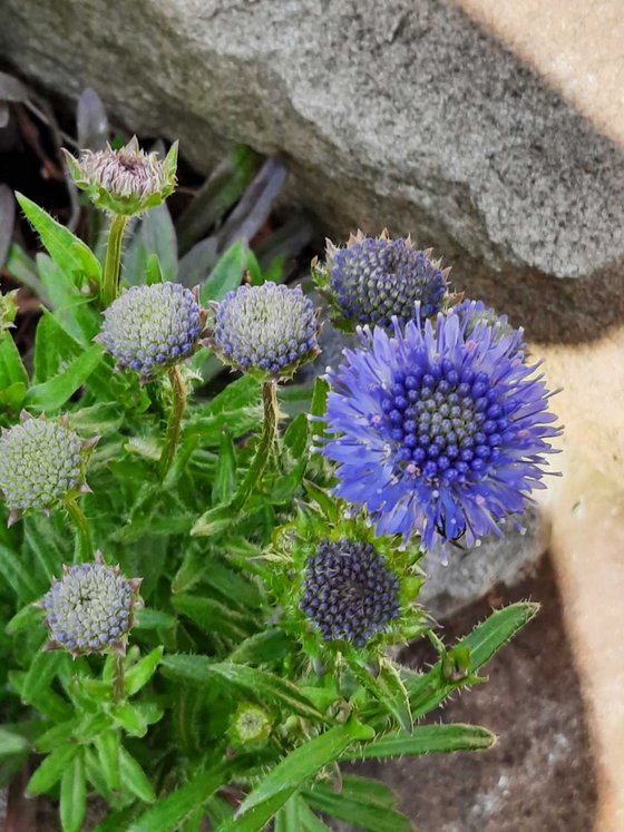 Ausdauerndes Sandglöckchen (Jasione laevis) braucht nicht viel