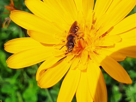 Das zweite Jahr – Der Wiesenbocksbart blüht und eine Wildbiene erfreut sich daran