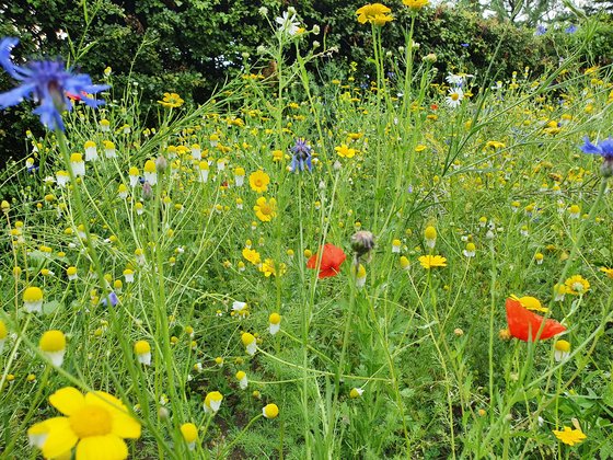 Das erste Jahr: Viola!!!