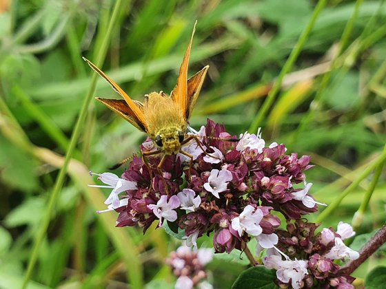 Der Schwarzkolbige Braun-Dickkopffalter