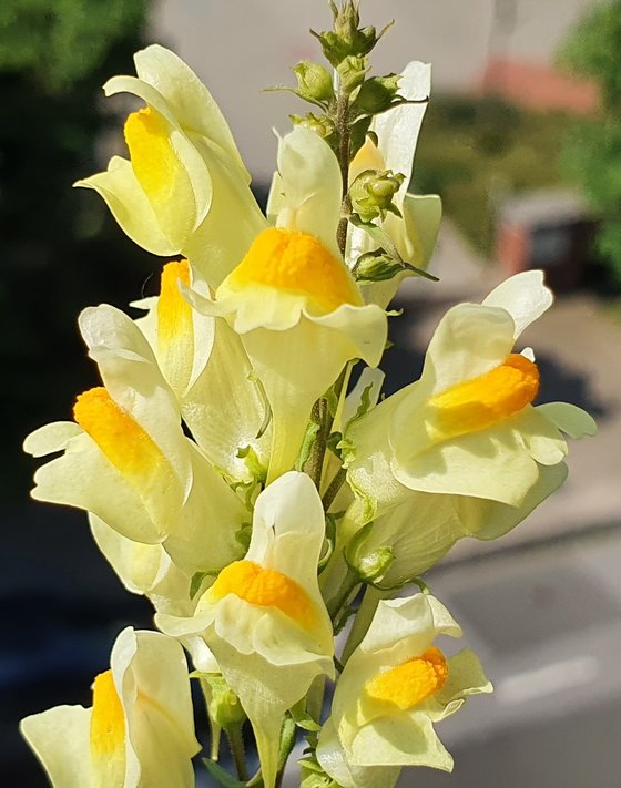 Linaria vulgaris, die schöne Konkurrenzstarke
