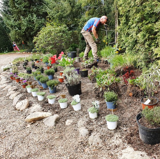 Fleißiges Ausstellen vor der Pflanznug