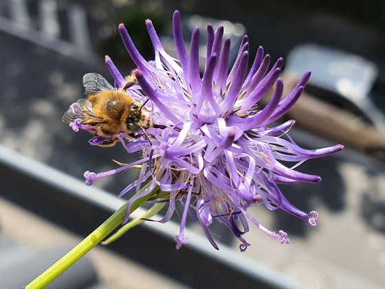 Wildbiene auf Teufelskralle