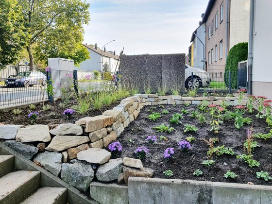 Staudenpflanzung Vorgarten