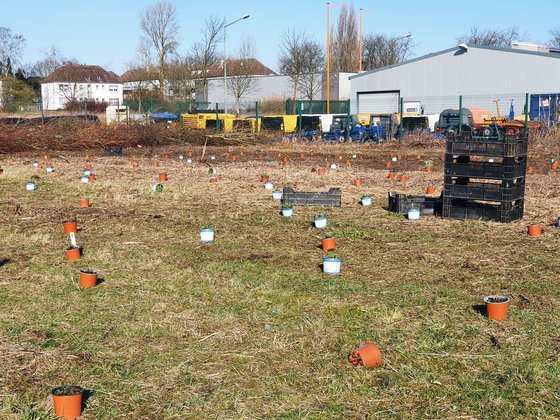 Initialbepflanzung einer Gewerbebrachfläche