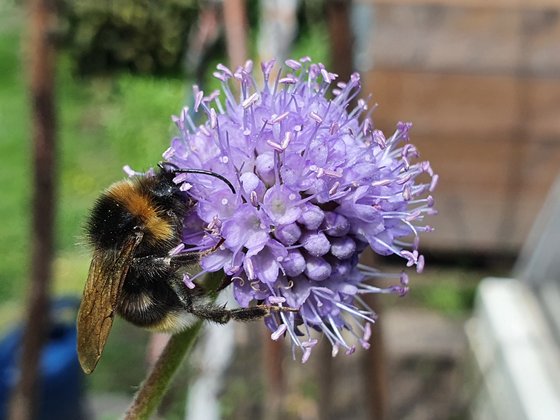 Succia pratensis ist ein spätblühender Insektenmagnet