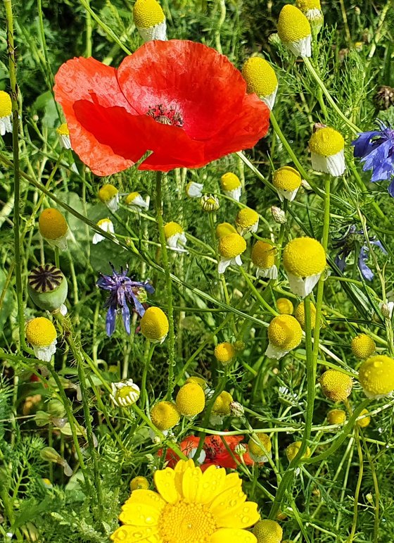 Das erste Jahr: Kurzlebige Schönheiten