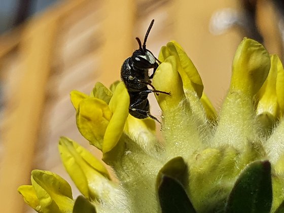 Maskenbiene im flauschigem Wundklee (Anthyllis vulneraria)