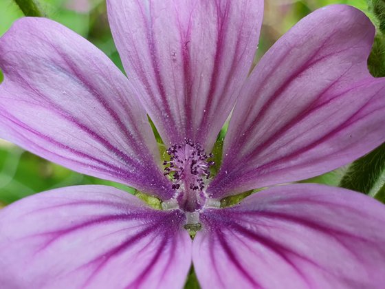Malva sylvestris