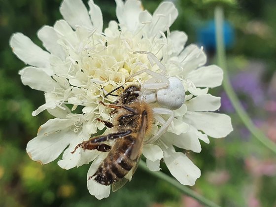 Auch das ist die Natur … Krabbenspinne erbeutet Honigbiene auf gelber Skabiose (Scabiosa ochroleuca)