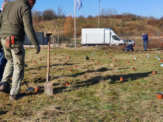 Hier werden ausschließlich heimische Wiesenpflanzen gesetzt