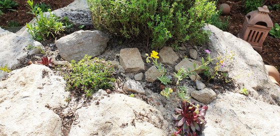 Karg und mager mögen es Thymian, ausdauerndes Sandglöckchen und Sonnenröschen