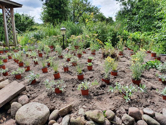 Vorbereitung einer trockenheitsresistenten Staudenpflanzung, mit großteils heimischen, insektenfreundlichen Pflanzen