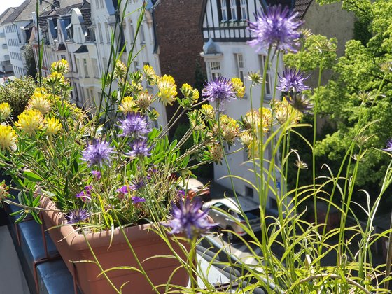 Naturnahe Balkonbepflanzung