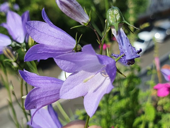 Campanula rotundifolia, ein Magerstandort Spezialist
