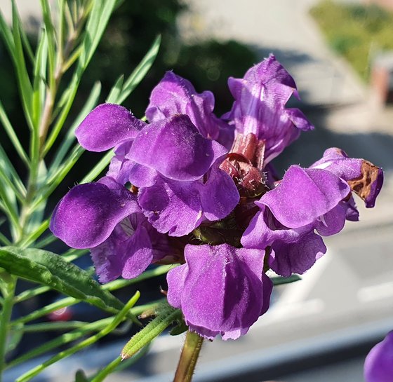 Prunella grandiflora, die seltene große Schwester unserer kleinen Braunelle